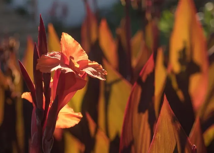 Casa Vina: A Spectacular Away From It Villa La Orotava