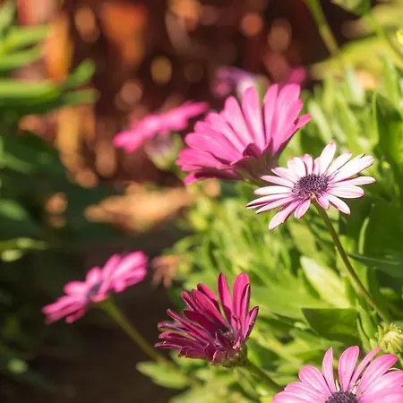 Casa Vina: A Spectacular Away From It Villa La Orotava