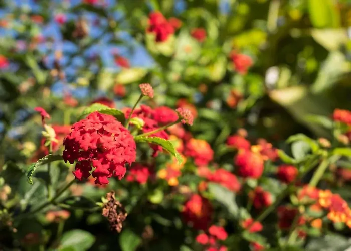 Villa Casa Vina: A Spectacular Away From It La Orotava