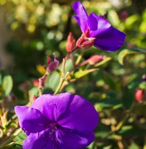 Casa Vina: A Spectacular Away From It Villa *