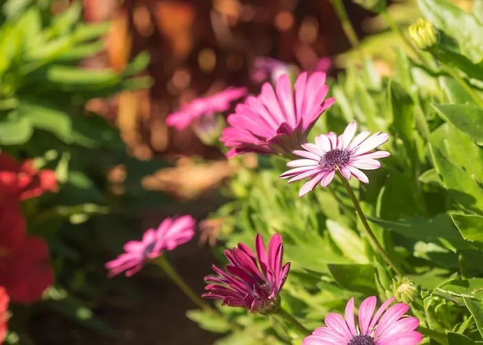 Casa Vina: A Spectacular Away From It Villa La Orotava